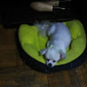 Meet your Posher, Loren